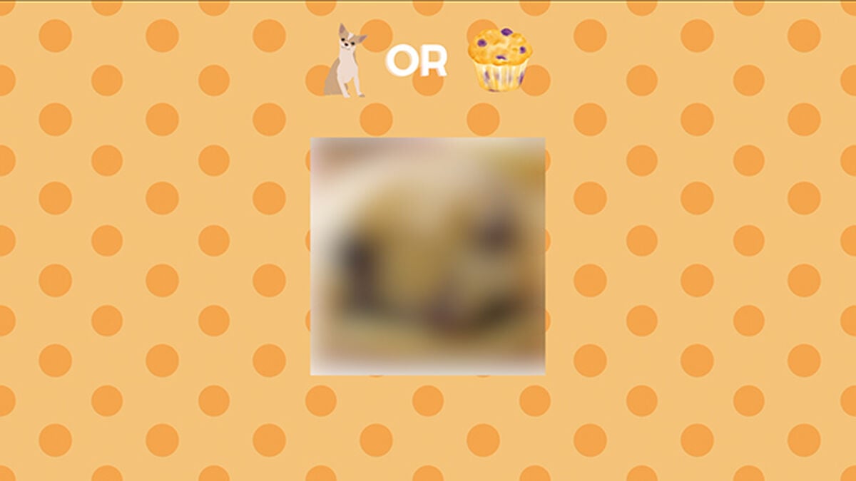 Chihuahua or Muffin - Countdown Video and Game image number null